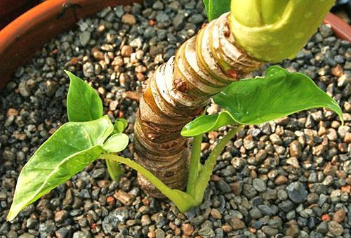 Un bébé avec une racine peut être planté dans un autre conteneur