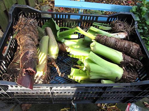 Pour la préparation de pommades et de teintures, on utilise des tiges et des rhizomes épaissis.