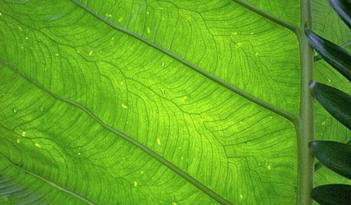 Un arrosage abondant d'alocasia entraîne l'apparition de gouttes sur les feuilles