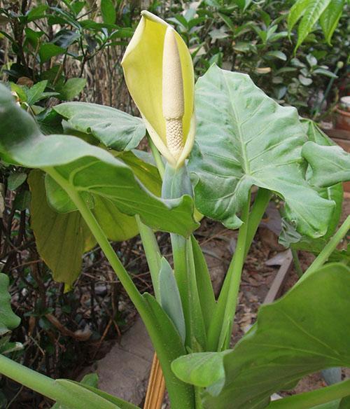 Fleurs d'alocasia à grosses racines