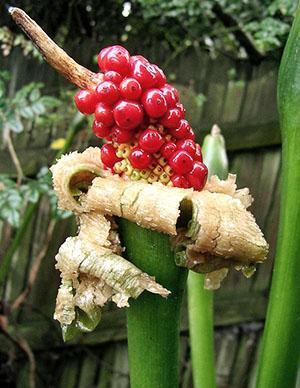 Fruits inhabituels d'alocasia à grosses racines