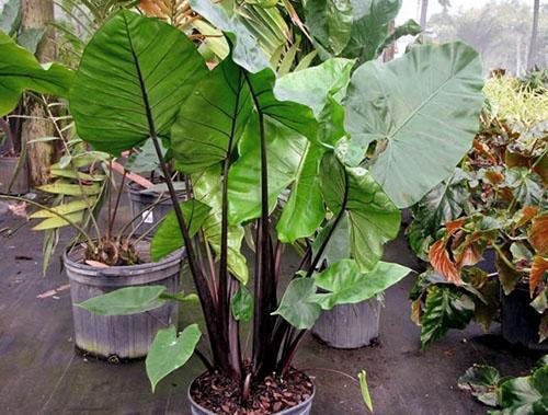 Alocasia à grosses racines en pépinière