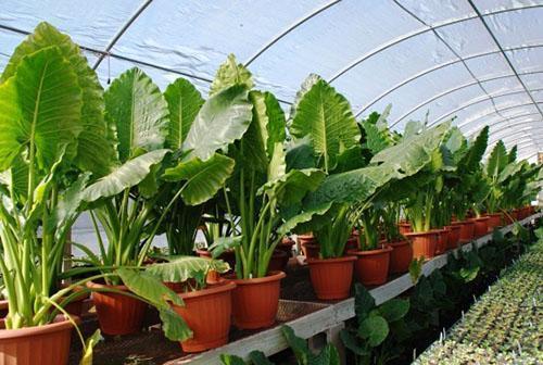 Alocasia à grosses racines en serre