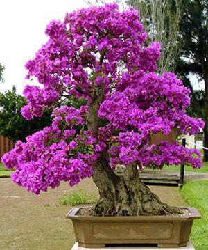 Bonsai desnudo de buganvillas