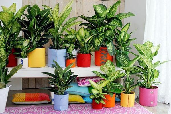 Para el desarrollo exitoso de Dieffenbachia, se necesitan condiciones tropicales.