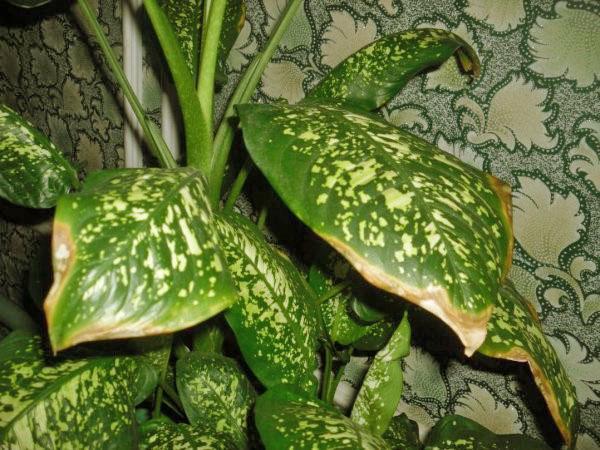 Dieffenbachia laisse les pointes sèches