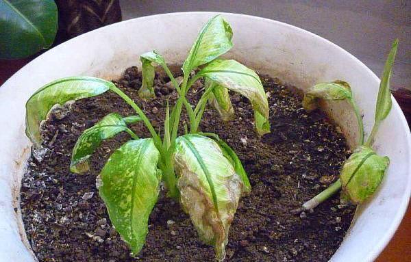 Dieffenbachia est atteint d'une maladie virale