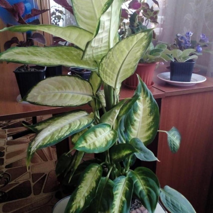 dieffenbachia adulta