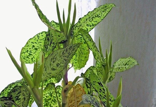 Dieffenbachia en casa