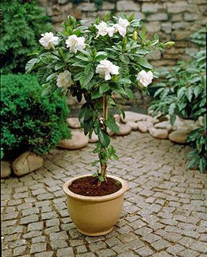 Jasmin de Gardenia dans un pot