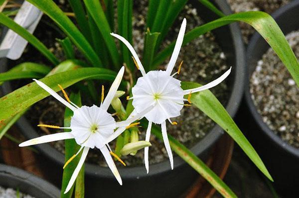 Solo con el cuidado adecuado, hymenokallis se deleitará con la floración.