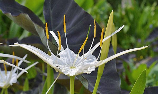 Flor de Hymenokallis