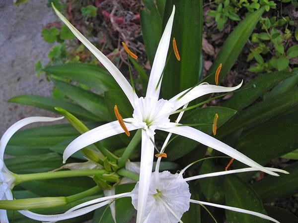 Des mélanges liquides sont utilisés pour nourrir la plante.