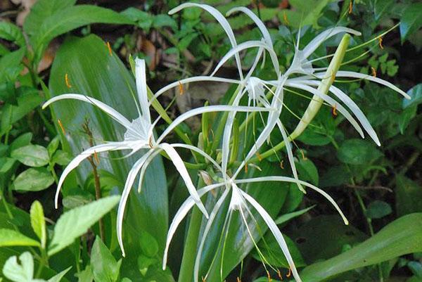 La forme inhabituelle de la fleur d'hymenokallis attire le regard