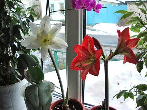 Hippeastrum floreció en el alféizar de la ventana