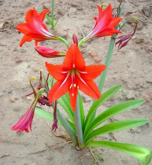 La planta florece con riego moderado.