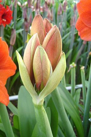 Inflorescence d'hippeastrum