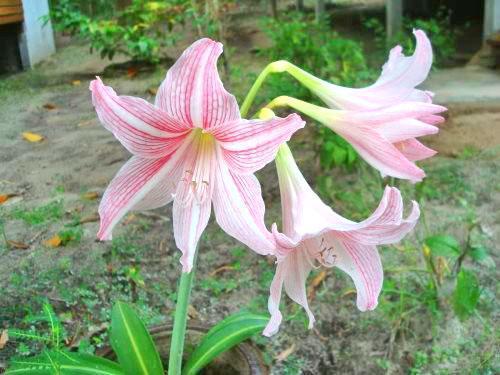 En las condiciones adecuadas, hippeastrum agrada con la floración.