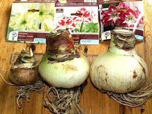 Bulbes d'hippeastrum