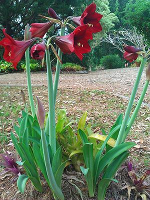 Hippeastrum florece en campo abierto.