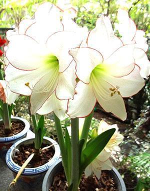 Hippeastrum florece en casa.