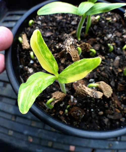 semis de graines de brugmansia