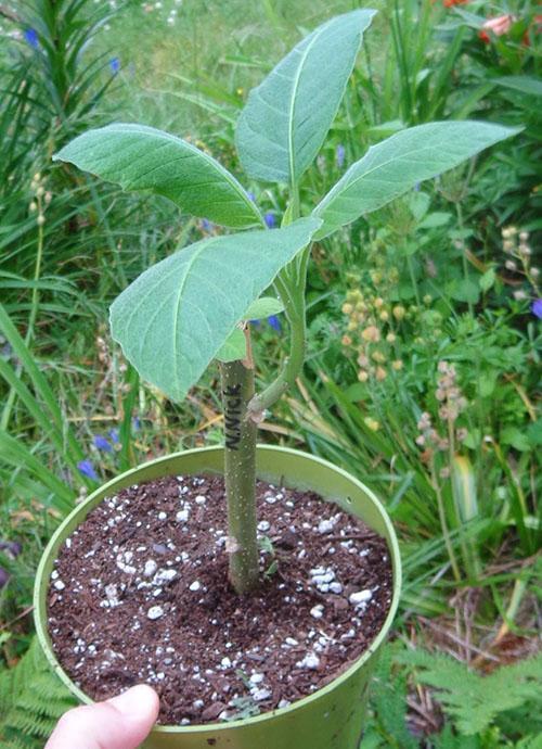 jeune brugmansia à partir de boutures