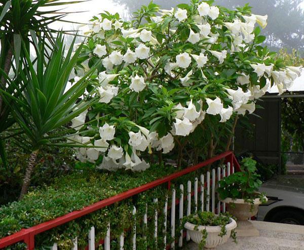 brugmansia en été sur la terrasse