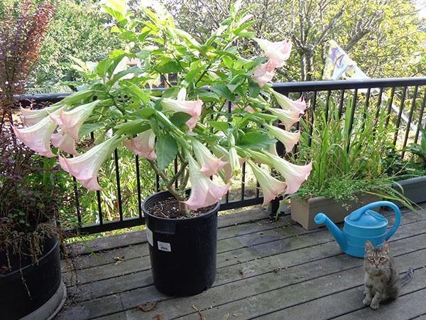 jeune brugmansia en fleurs