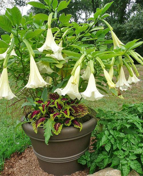 brugmansia en été sur le site