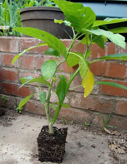 transbordement d'un jeune plant