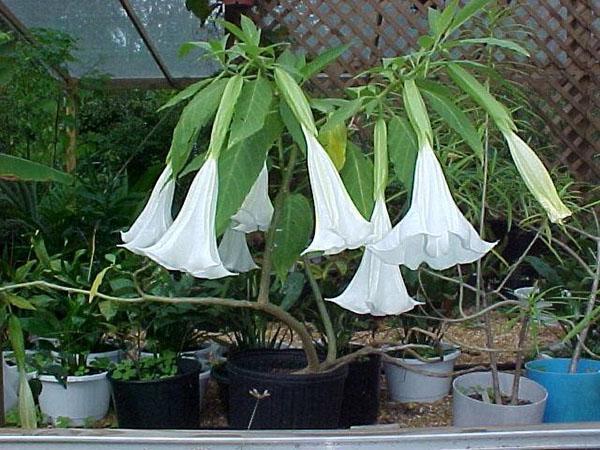 brugmansia dans la serre