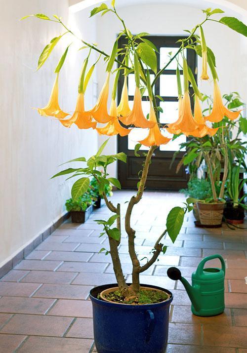 brugmansia dans des conditions ambiantes