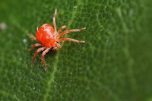 ácaro araña