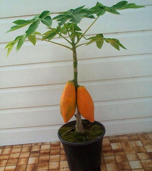 árbol de melón de la semilla