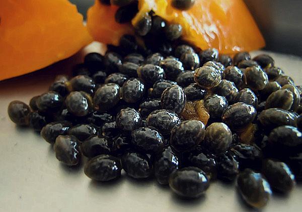 recoger semillas de papaya