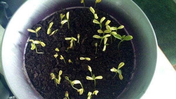 brotes de semillas