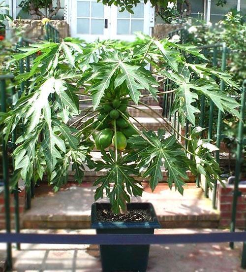 papaya da fruto en casa