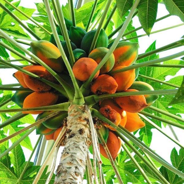 melon tree papaya