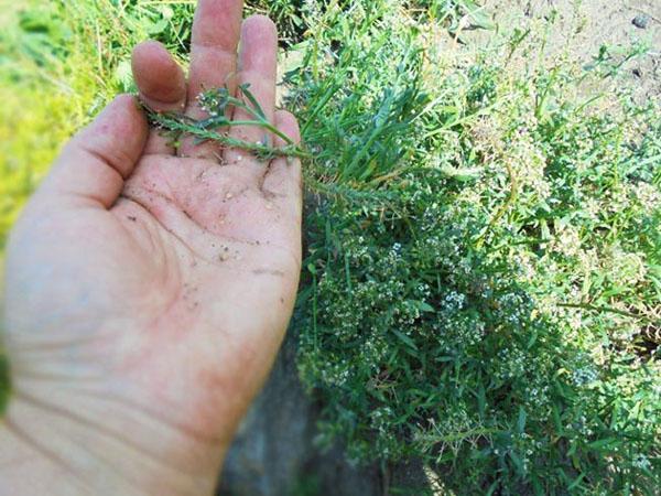 entretien de l'alyssum après la floraison