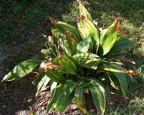 Aspidistra endommagé par les parasites