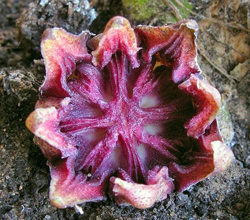 Flor de aspidistra