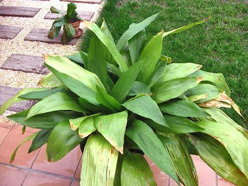 A Aspidistra no le gusta la luz solar directa.