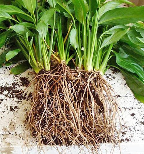 Plantar una planta aspidistra adulta