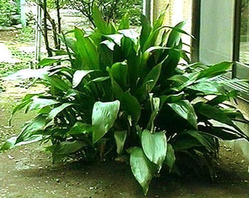 Aspidistra en casa