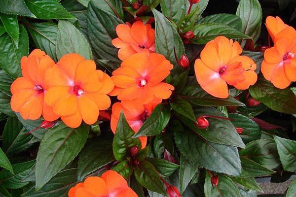 Les fleurs de baume ont une forme de pétale inhabituelle