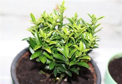 euonymus verde