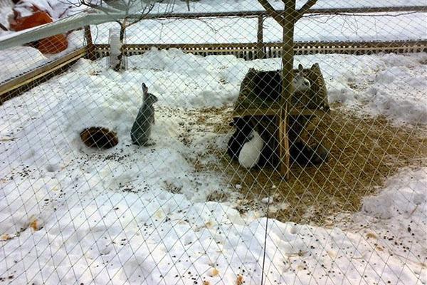 lapins dans la volière en hiver