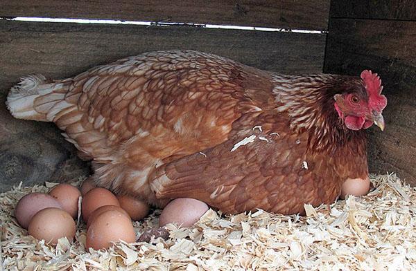 producción de huevos de gallinas en invierno