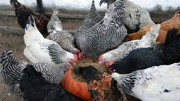 vitamines pour poulets